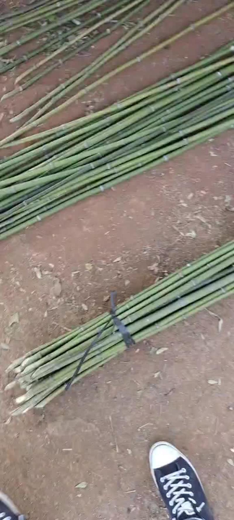 大量金竹，两米五/两米七的出售::::::::::