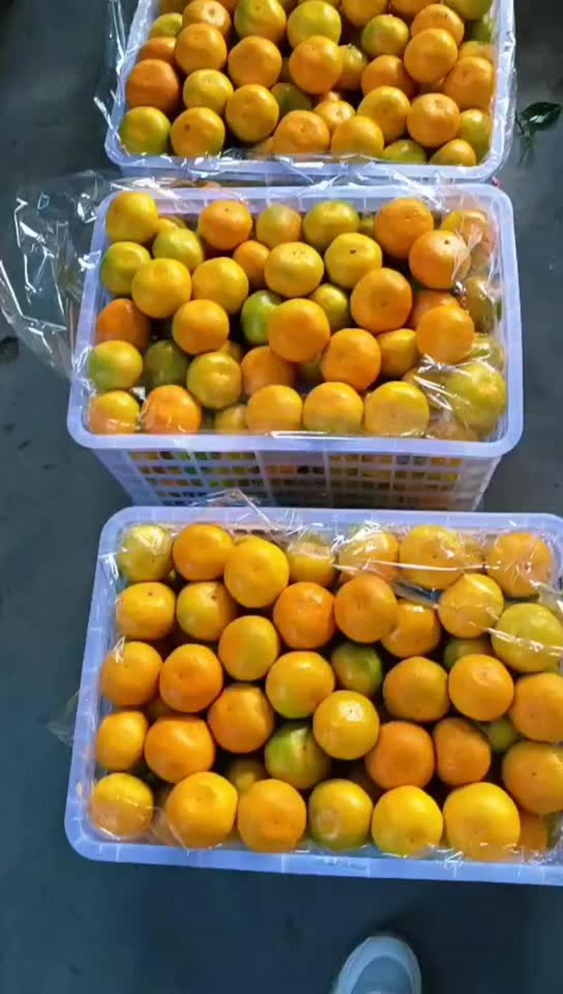 【大芬四号】特早蜜橘蜜橘对接果农量大从优电商社区团批发市场