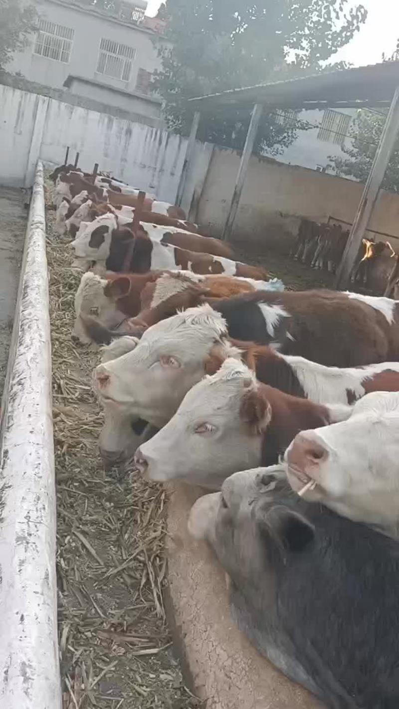 西门塔尔牛价格肉牛犊养殖场
