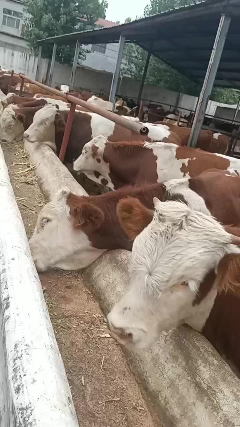 西门塔尔牛价格肉牛犊养殖场