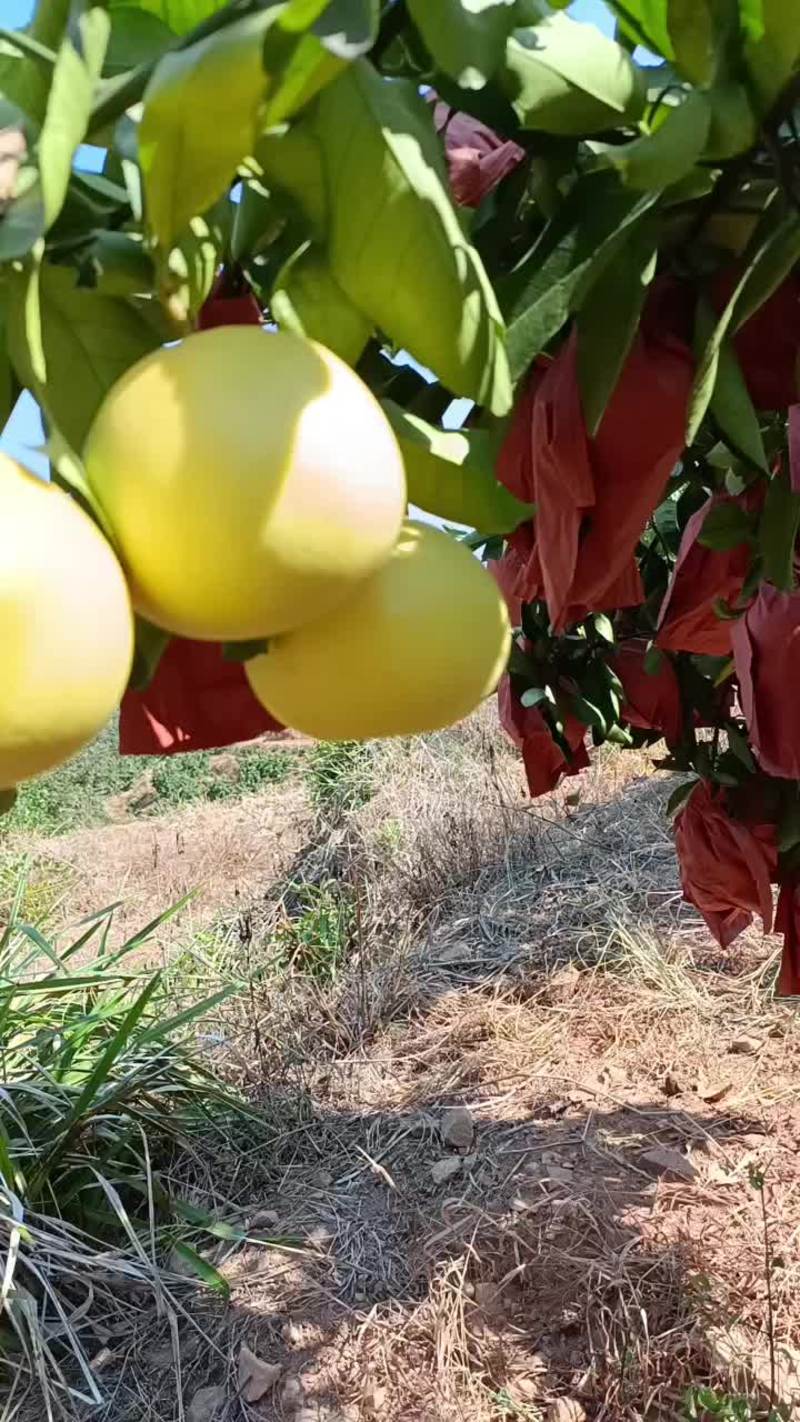 葡萄柚