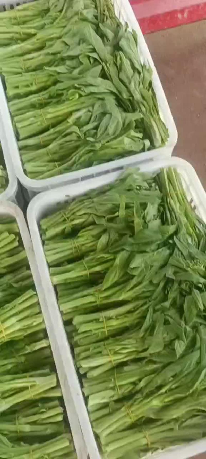白菜苔，产地直发量大从优