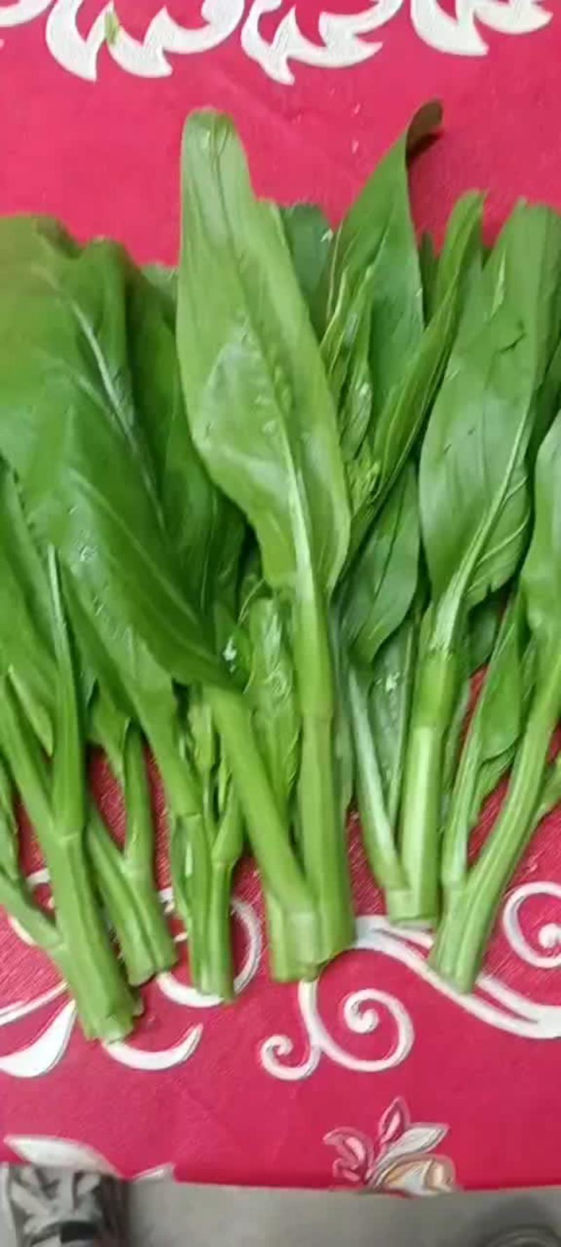 白菜苔，产地直发量大从优