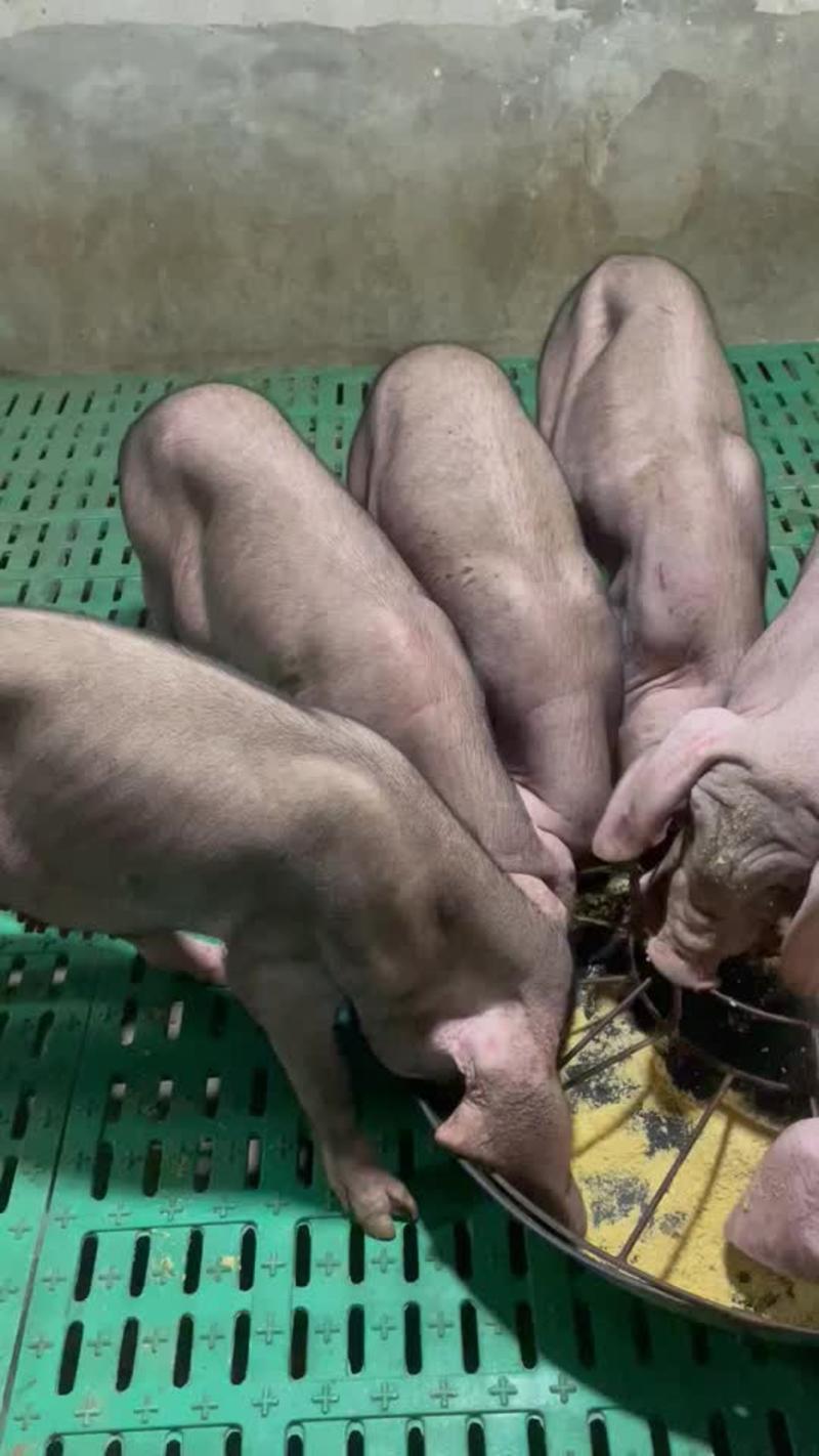 成都富源养殖长期出售原种太湖母猪