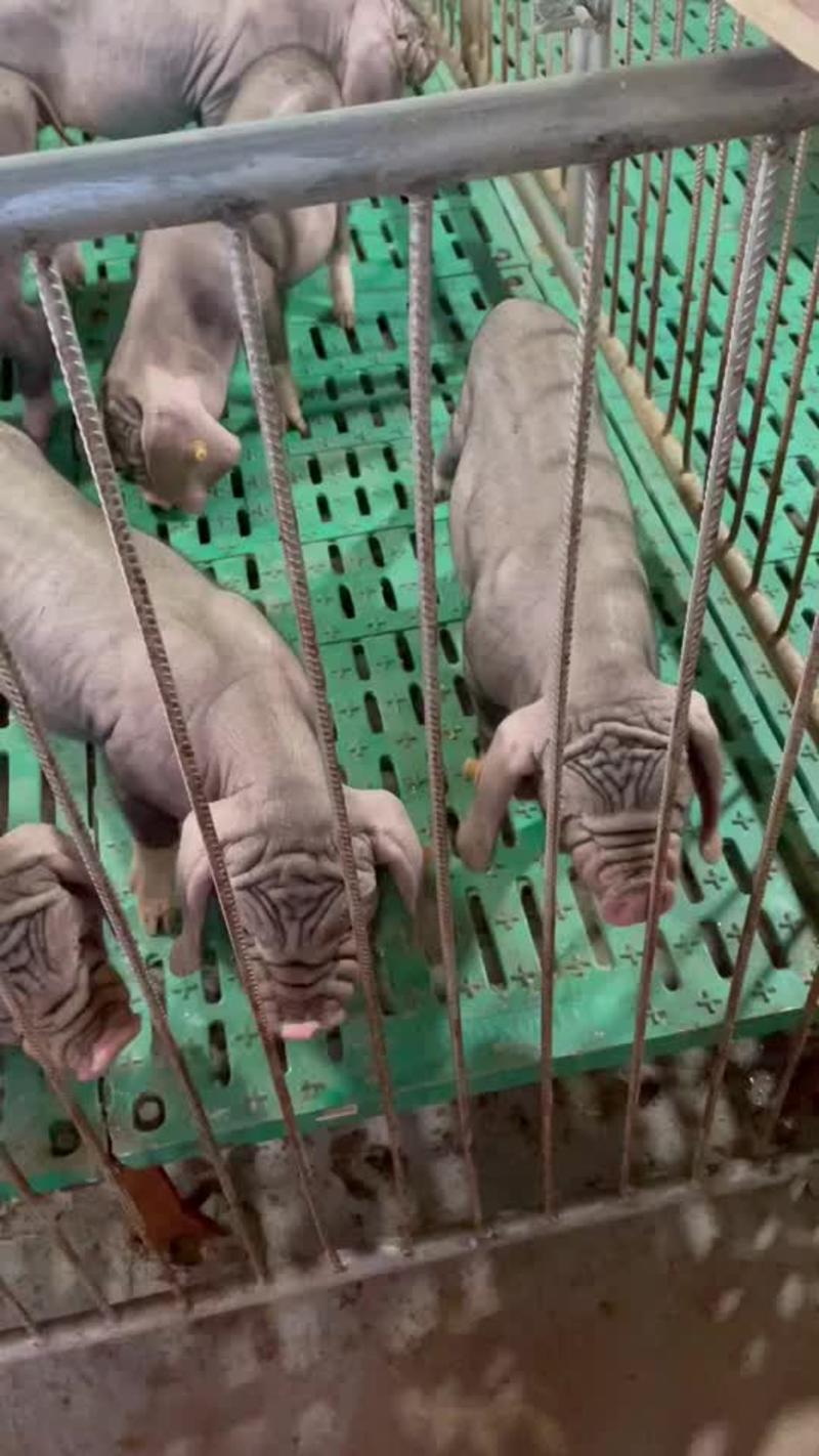 成都富源养殖长期出售原种太湖母猪