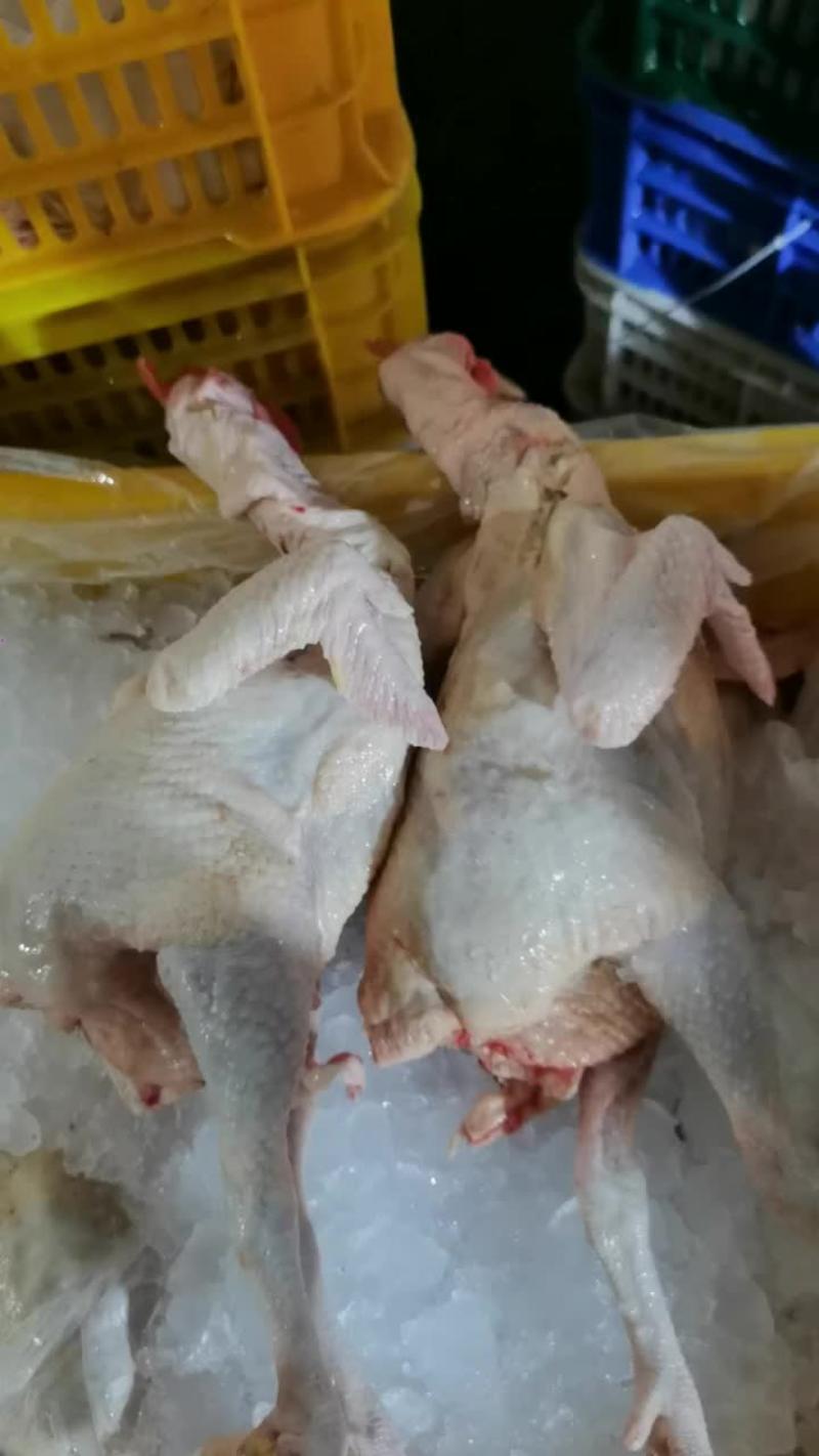 清远鸡麻鸡土鸡白条鸡鲜鸡8.5元/斤源头