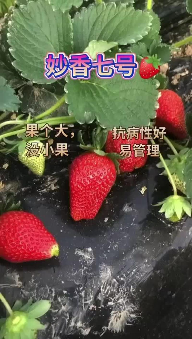 红颜草莓苗大量有货品种齐全包送到家