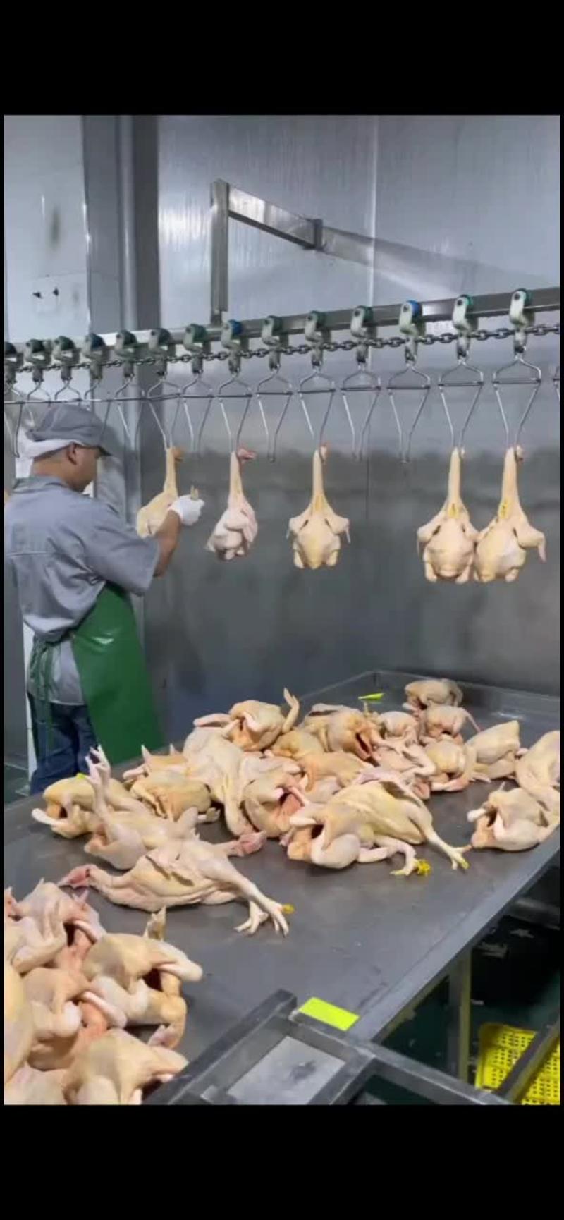 黄油鸡三黄鸡白条鸡鲜品光鸡9元斤源头批发商