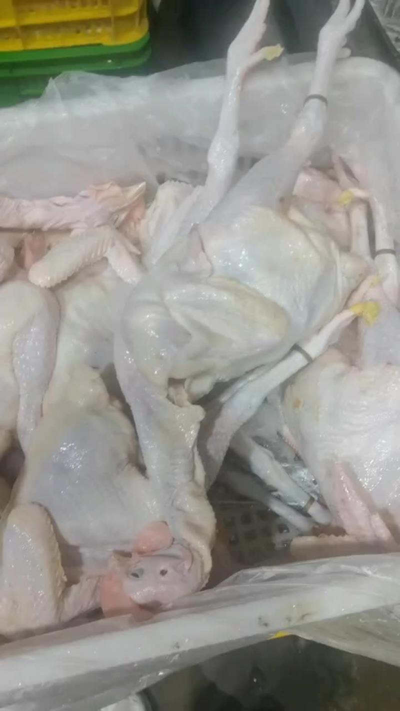 土2土B土鸡麻鸡白条鸡鲜鸡8.3元/斤
