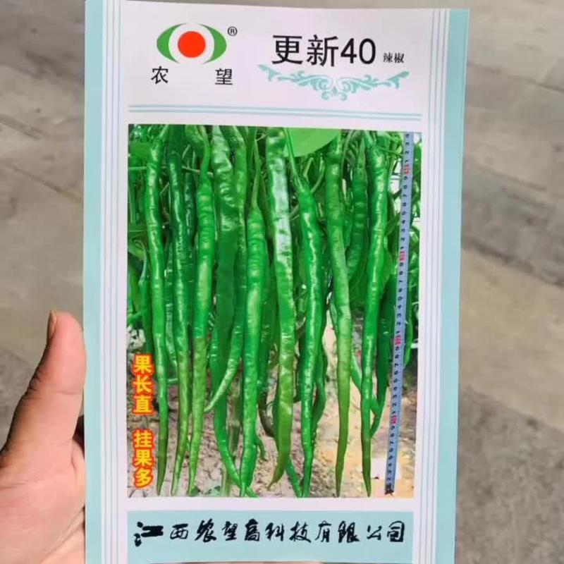 农望辣椒种子辛香35号杂交一代长线椒种子中辣肉质脆嫩
