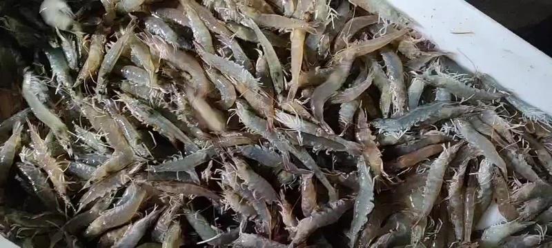 活烤虾干选鲜活的海水活虾生活在盐度26度的海水中