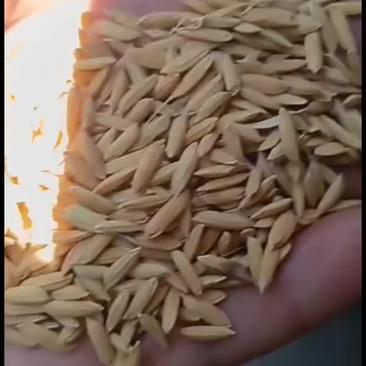 优质稻，稻谷，非常好吃，米厂专用谷子。