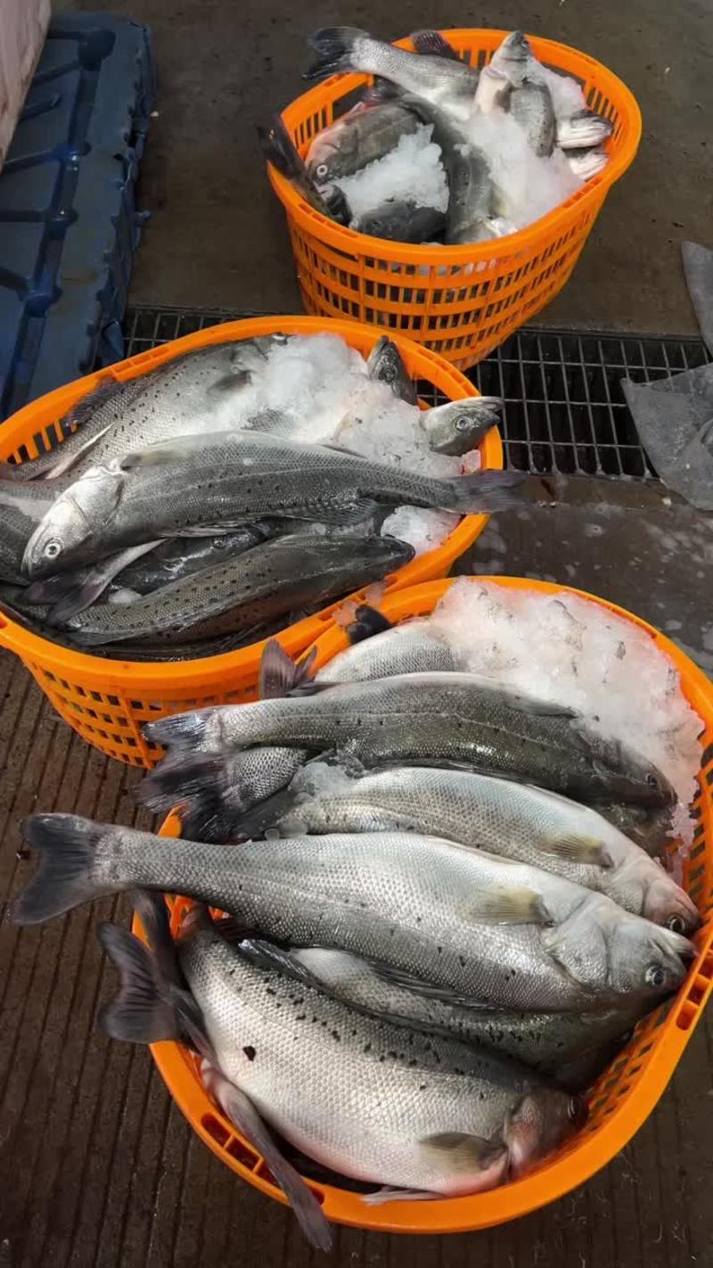 全年稳定供应各种规格海鲈鱼，加州鲈鱼，桂花（鳜）鱼。