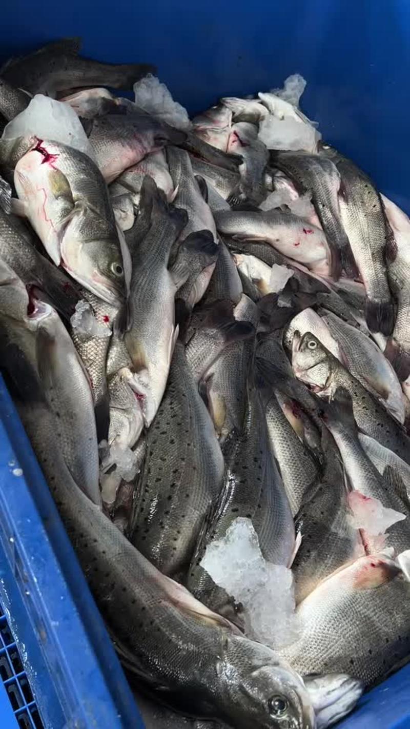 全年稳定供应各种规格海鲈鱼，加州鲈鱼，桂花（鳜）鱼。