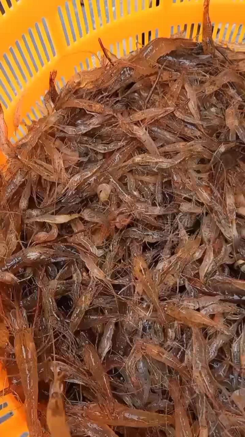 淡水河虾