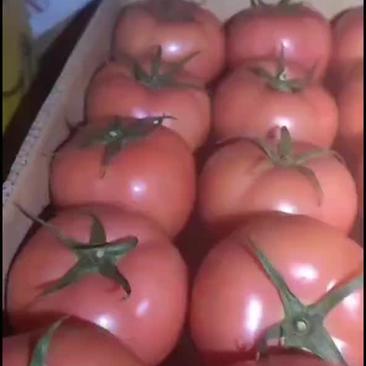 辽阳西红柿质量保证货源充足全国发货欢迎咨询
