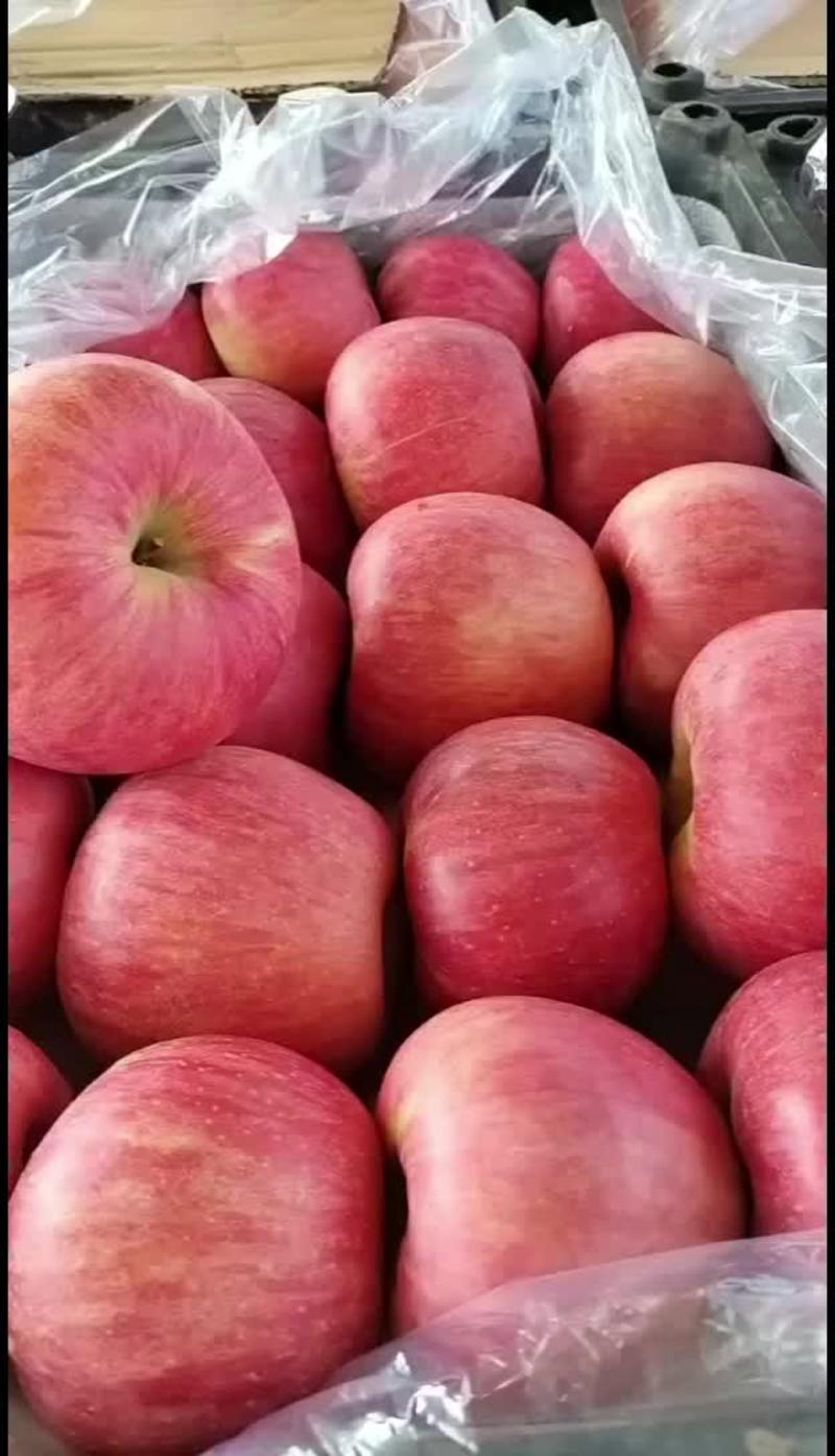 山东苹果产地直销红富士苹果价格