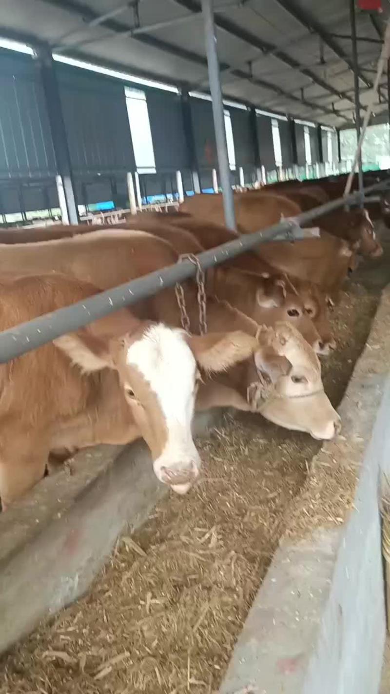 西门塔尔牛养殖场贵州西门塔尔牛价格