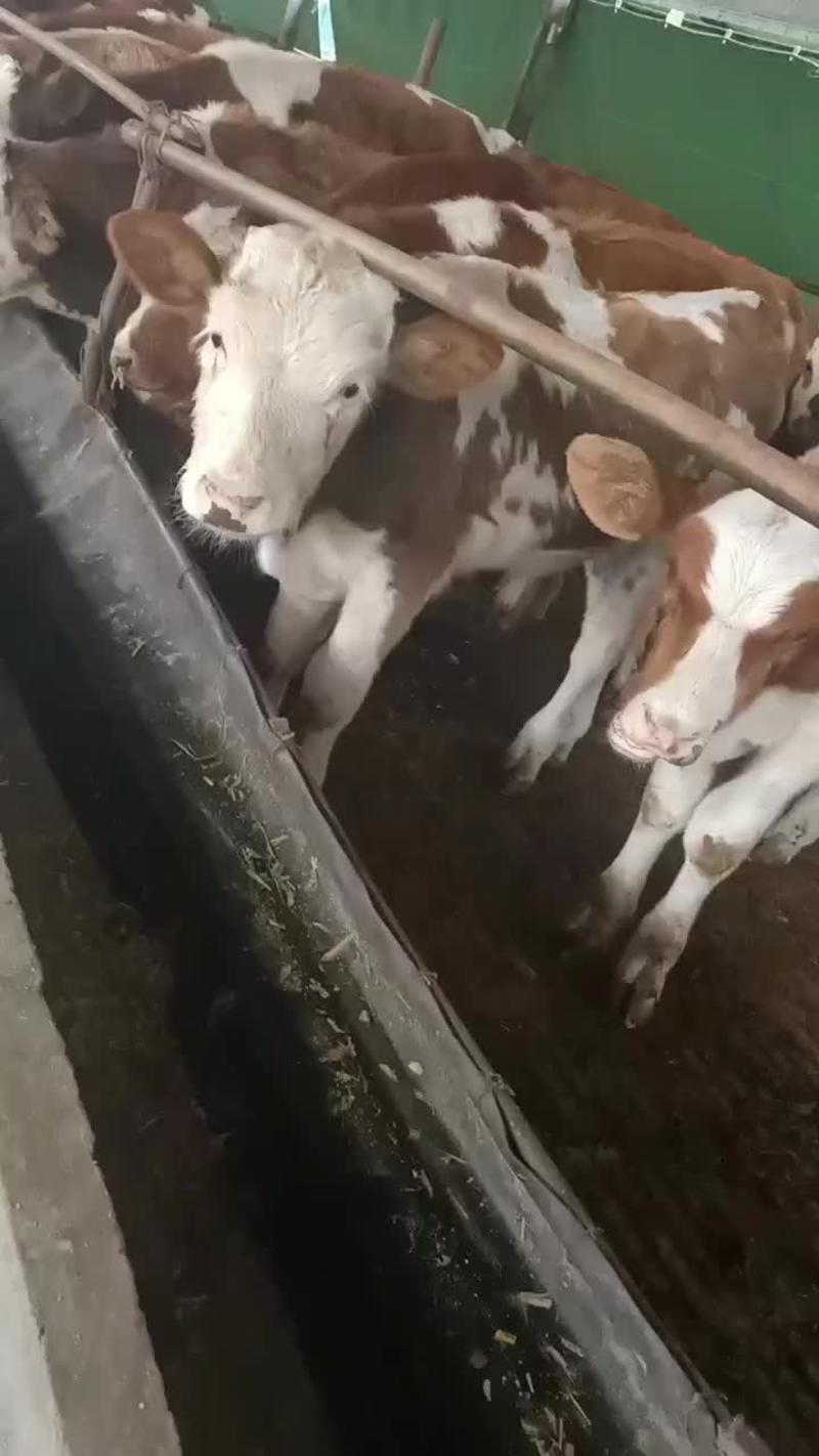 西门塔尔牛养殖场贵州西门塔尔牛价格