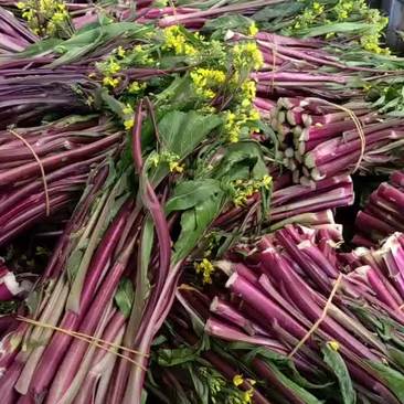 湖北江夏区红菜苔基地大量有货，欢迎全国客商订单！