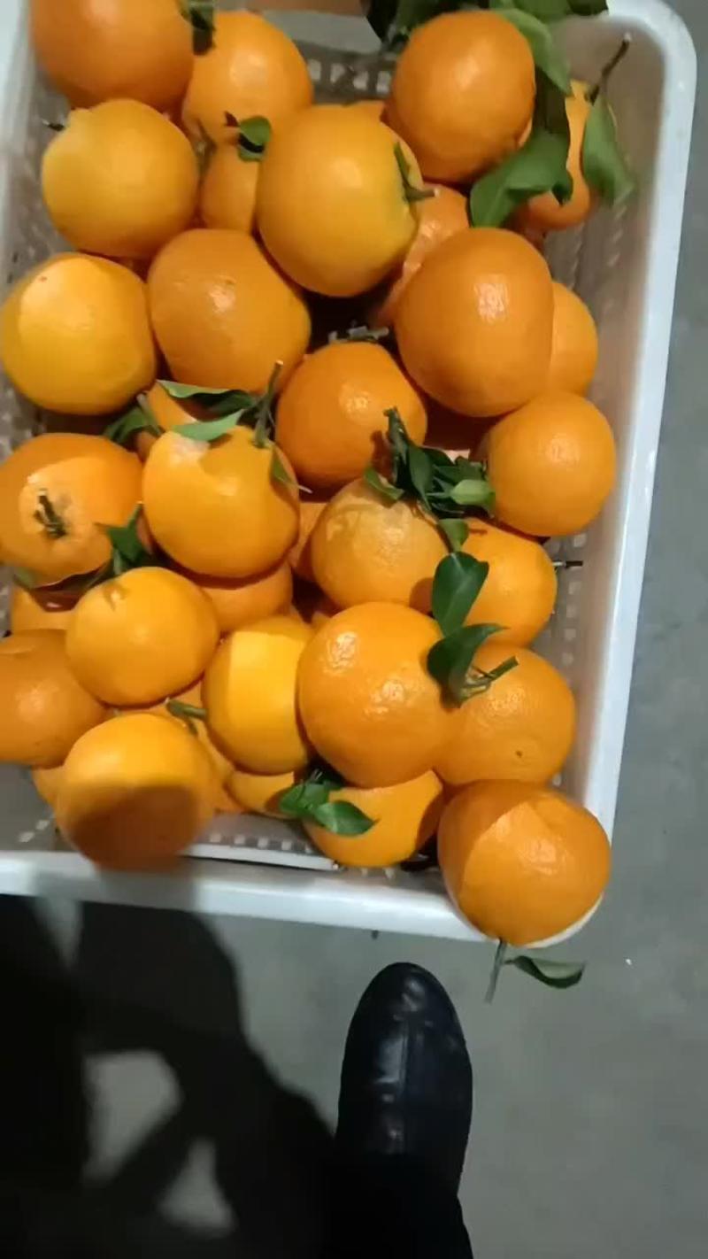 爱媛，果冻橙