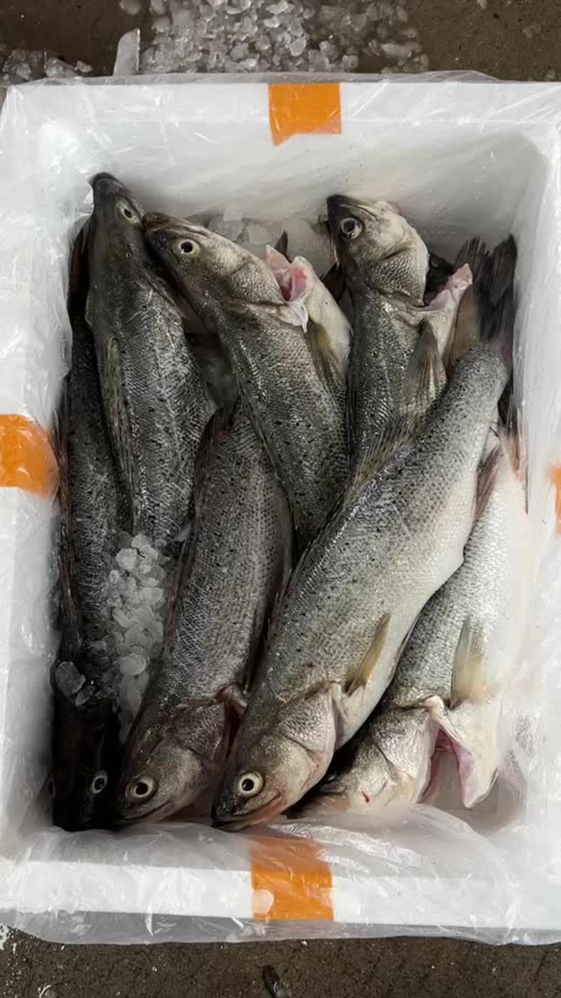 海鲈鱼特价海鲈鱼清塘海鲈鱼全国各地包邮