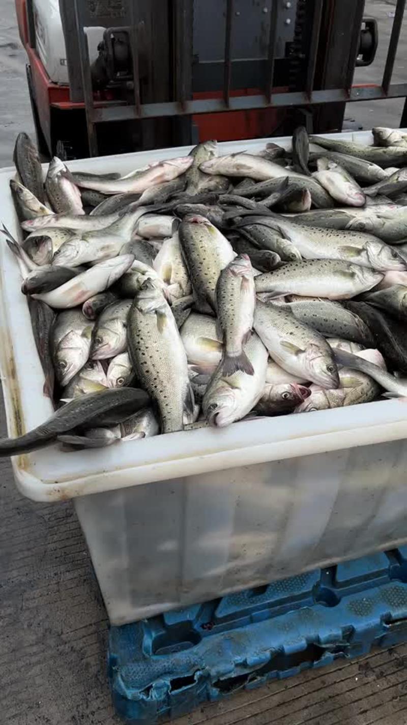 海鲈鱼特价海鲈鱼清塘海鲈鱼全国各地包邮