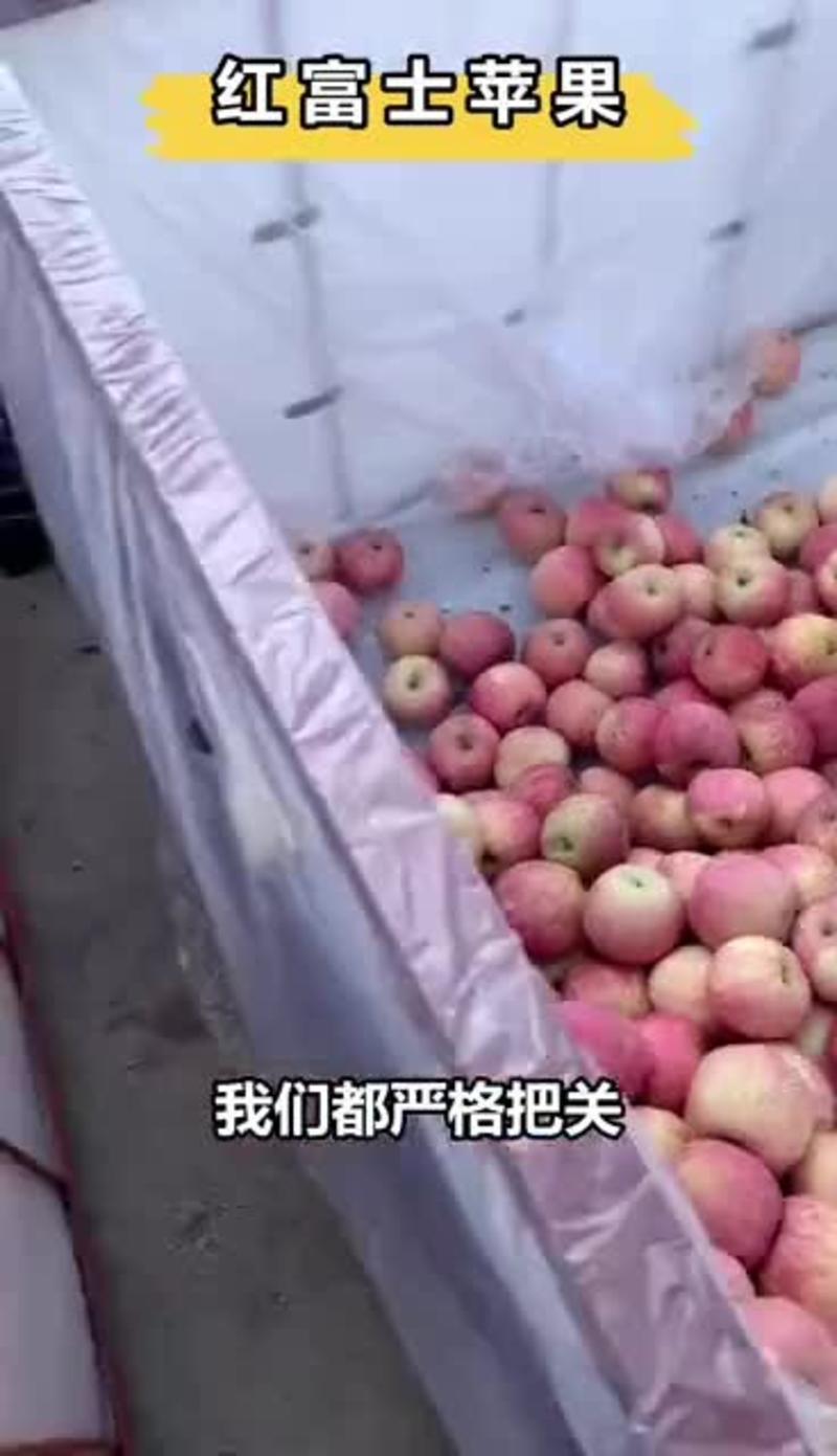 红富士苹果产地【市场果电商果】质量好价格便宜全国发货