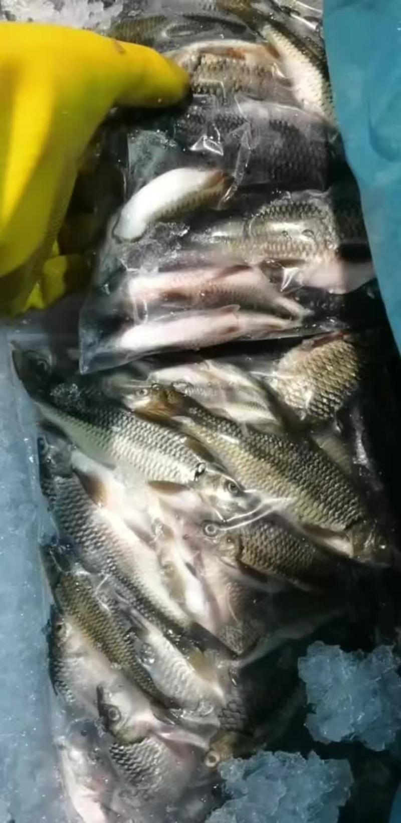 溪石斑鱼，产地一手货源，价格优惠！