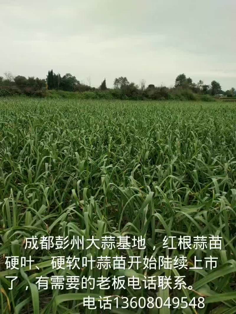 四川彭州红根蒜苗苗
