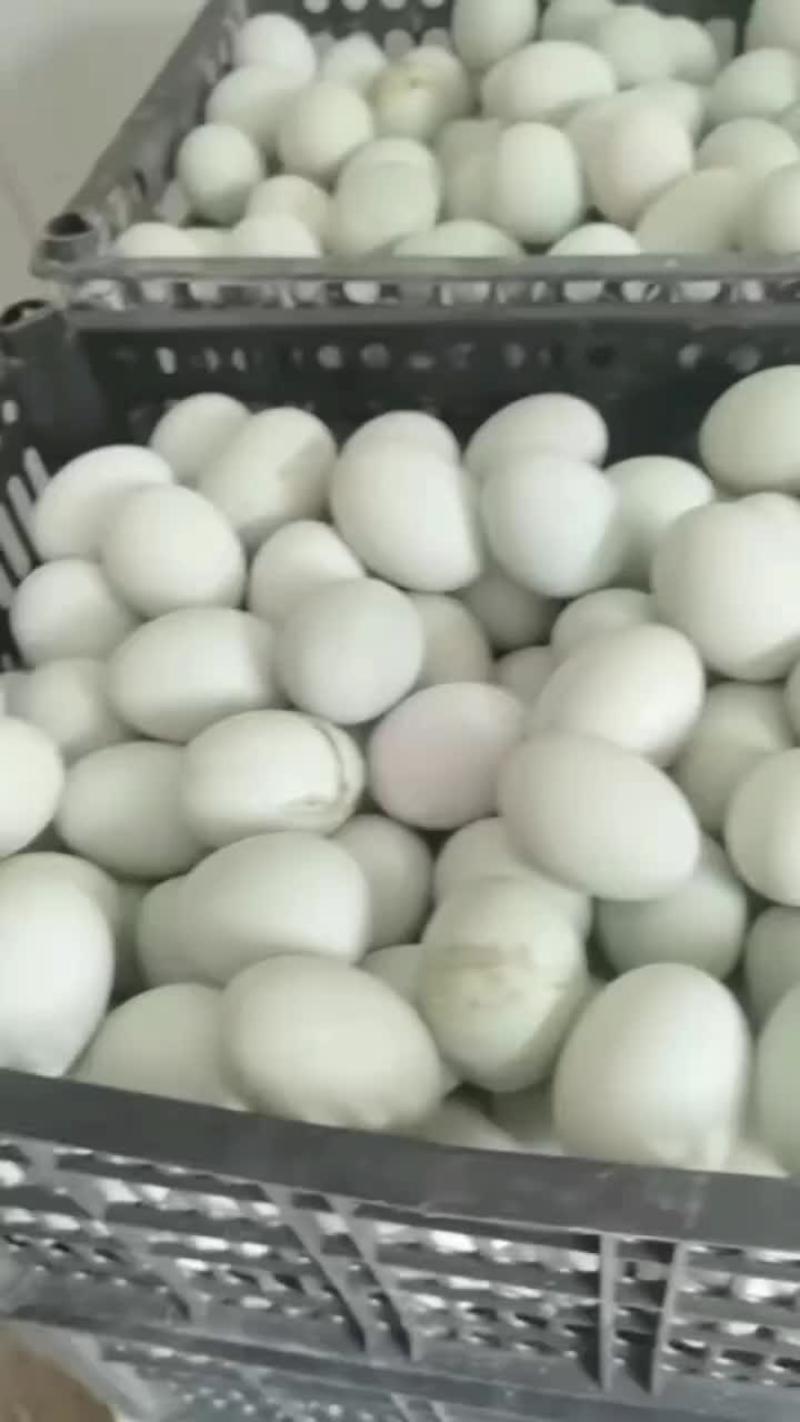 青壳红心亚子蛋大量有货需要的联系