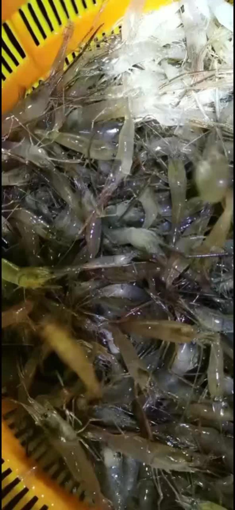 淡水河虾