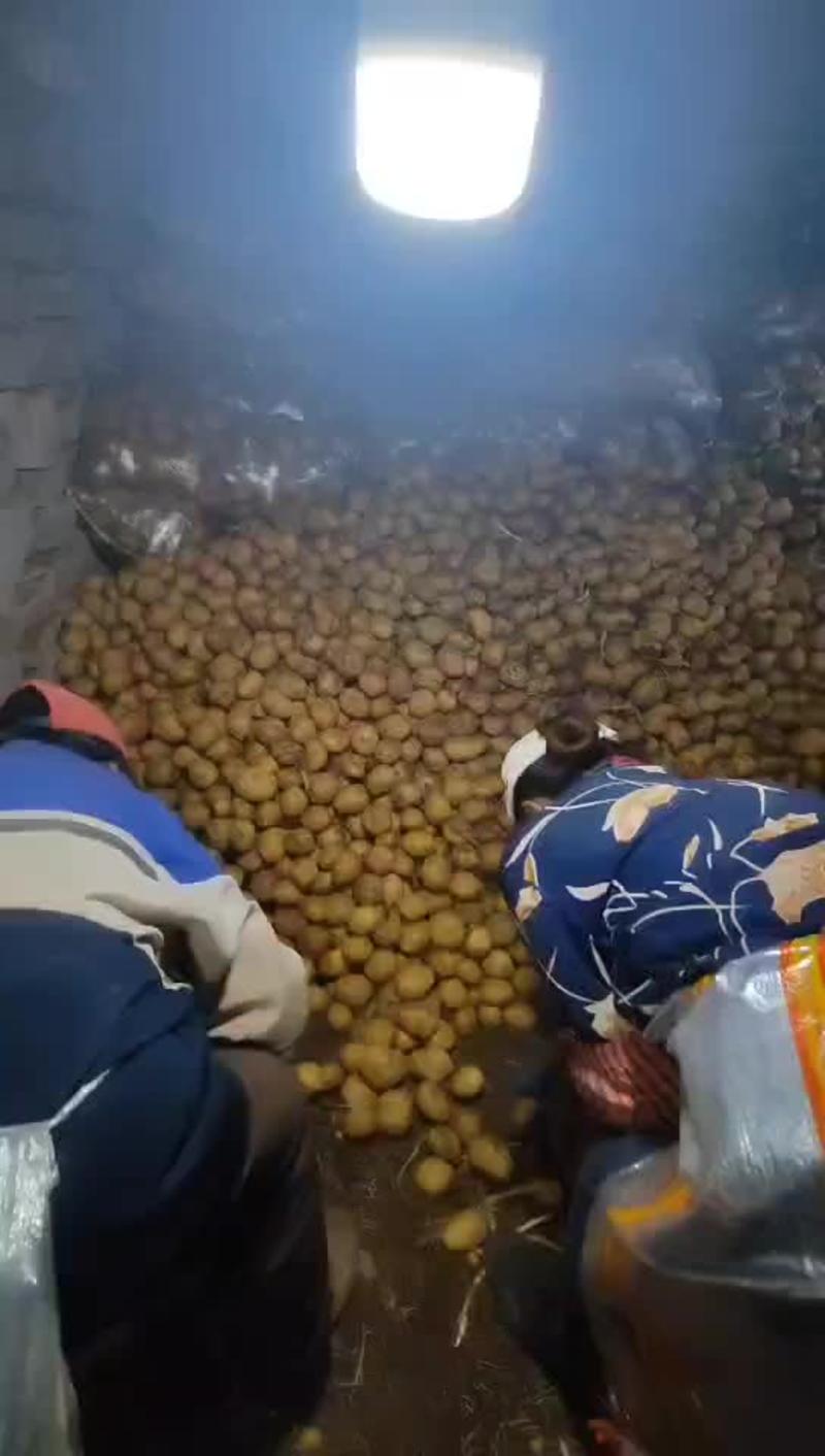 内蒙古黄心土豆电商货产地直供量大从优规格齐全全国发