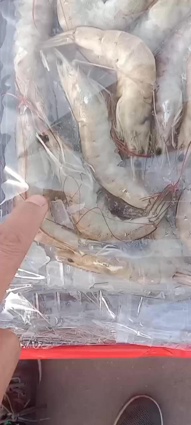 南美白大虾冻虾送人优货国产电商团购鲜货热卖