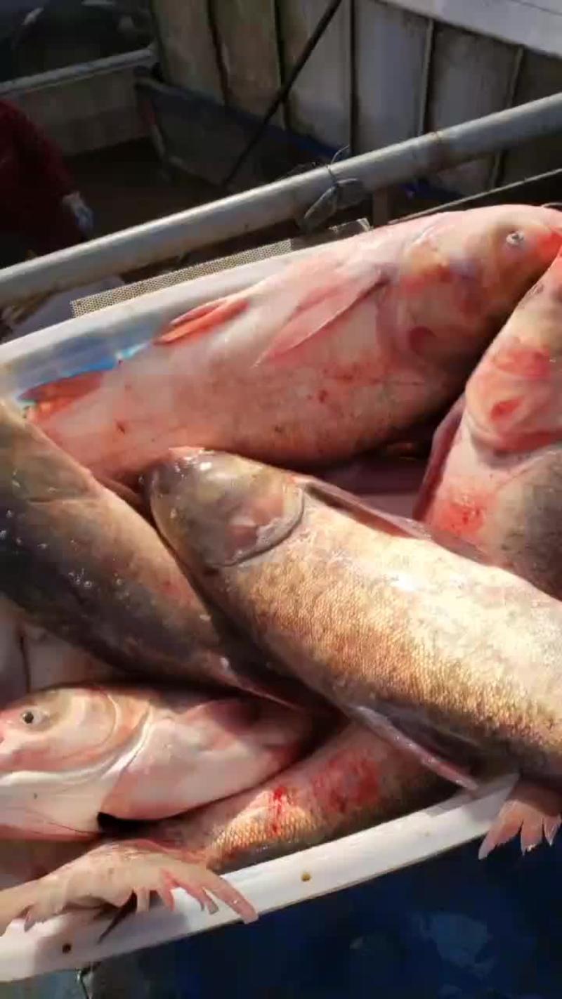 查干湖银鱼支持全国发货需要的与我联系