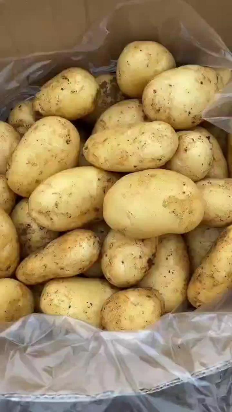 广东惠东土豆开始上市了要的联系