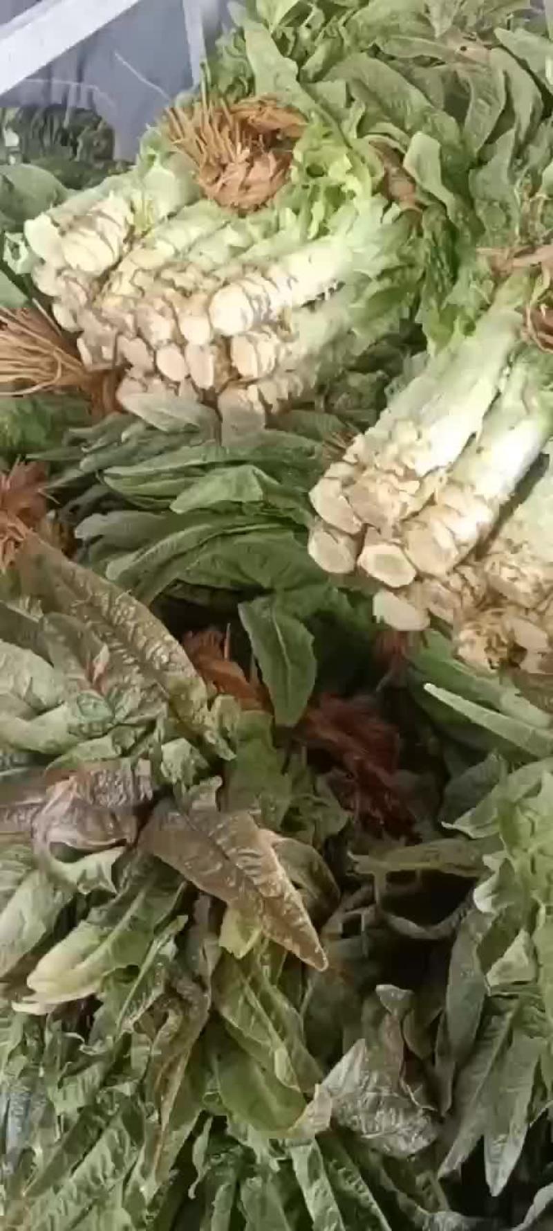 大量供应大棚尖叶香莴苣