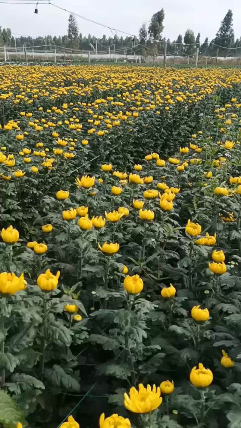 黄白菊花批发基地图片