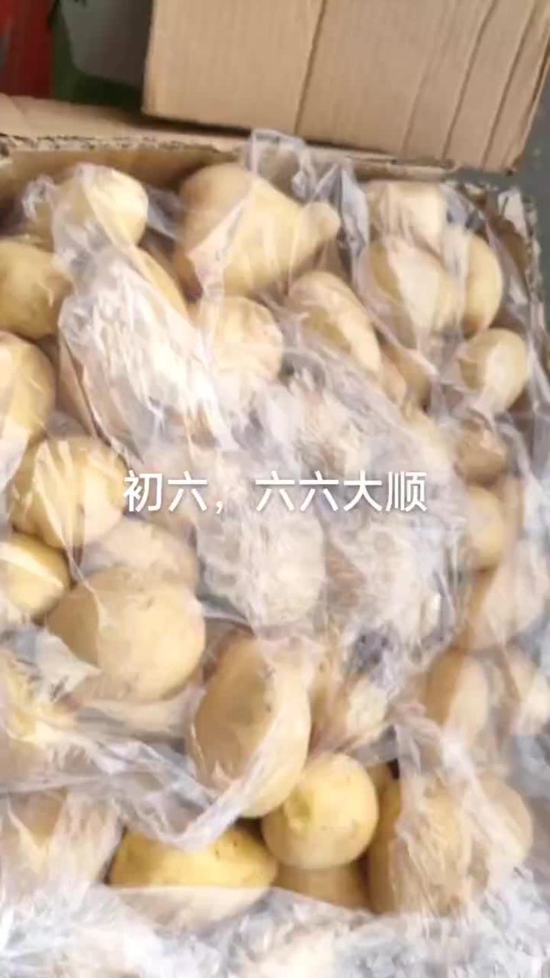 广东惠东新鲜中土豆