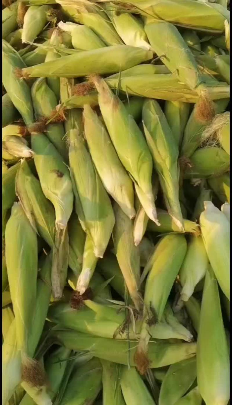 玉米鲜玉米有万糯2000有水果玉米种植面积七百亩
