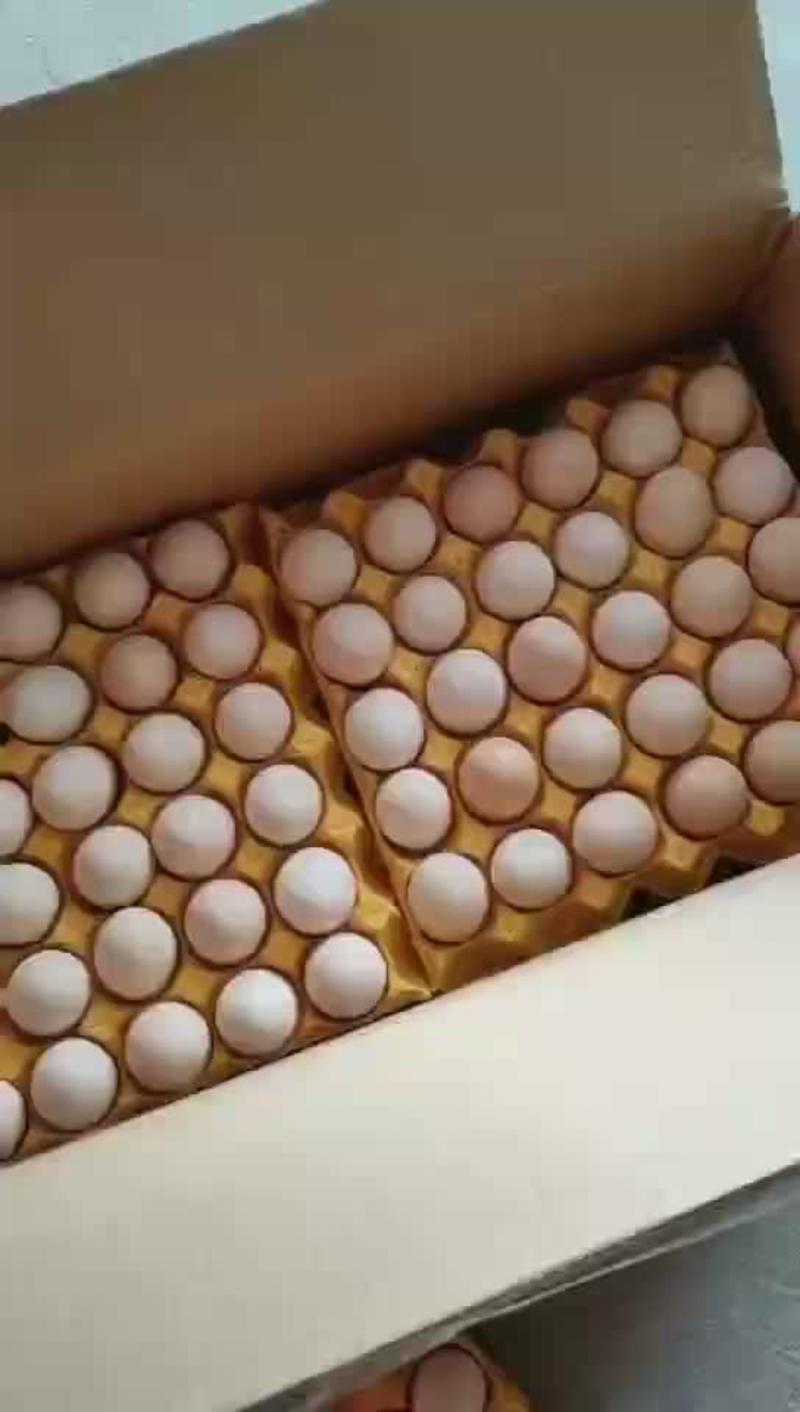 粉壳土鸡蛋双色360枚/箱