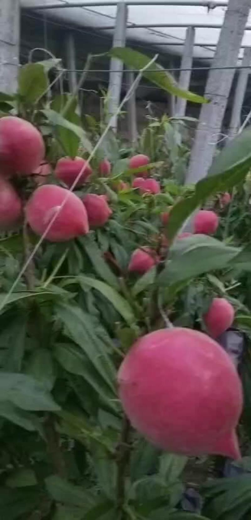 【一手货源】大棚桃子产地，蜜桃大量上市，产地直发货源充足