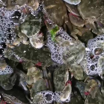 花盖蟹石蟹