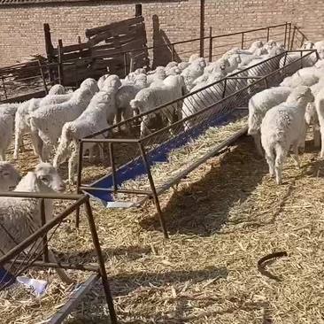 精品育肥羊羔
