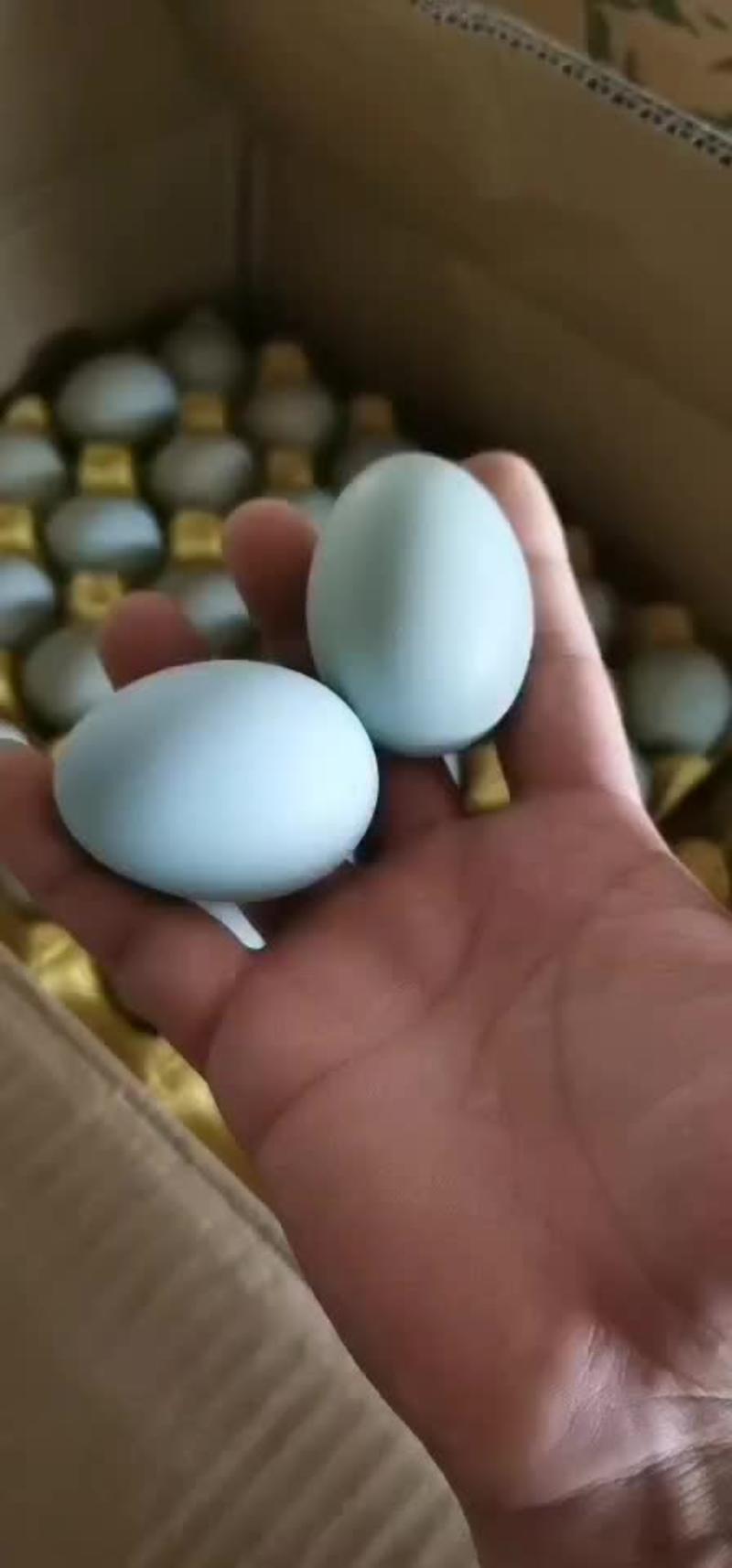 土鸡蛋，双色彩蛋10个头一斤