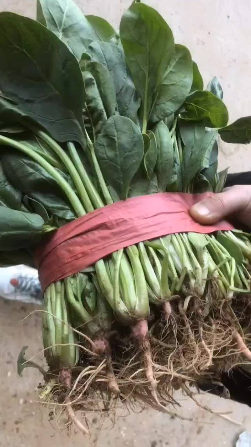 小叶菠菜35~40厘米产地直发一手货源可视频看货