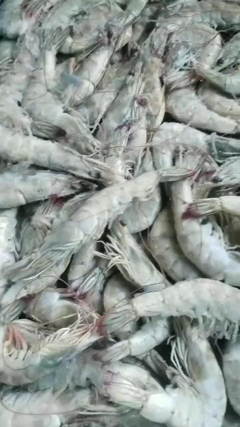 盐田大虾大板虾26斤装品质好规格全海洋大虾