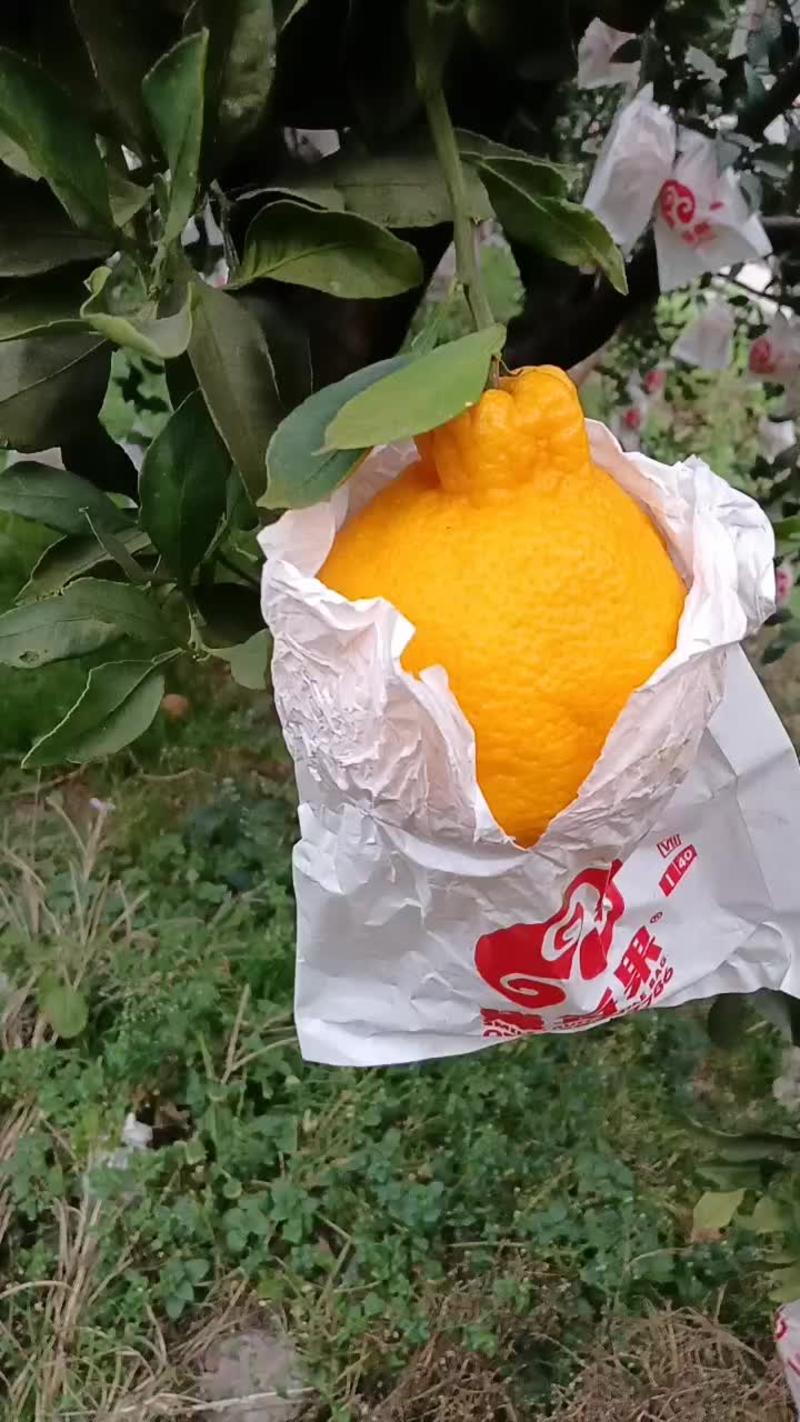 出售柠檬丑柑（柠檬不知火）有四万斤左右！