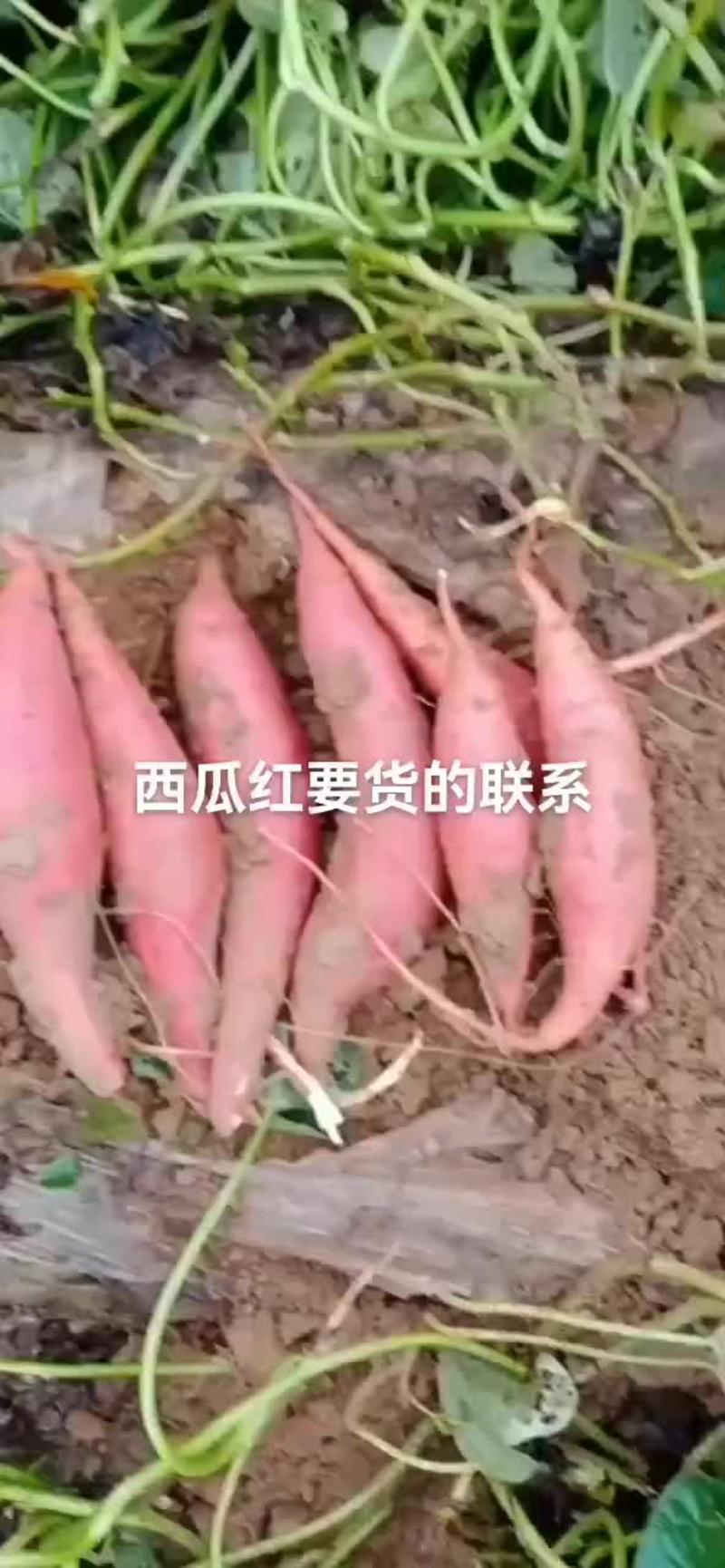 西瓜红密薯，大量出售2两规格，要货的尽快联系，好货不多先