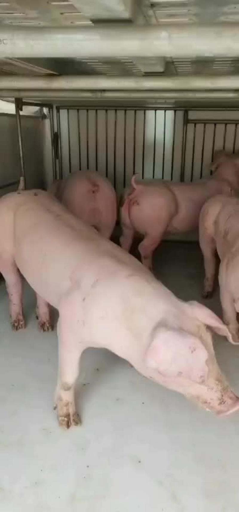 纯种大约克公猪，免费提供养殖技术，包成活率，包健康